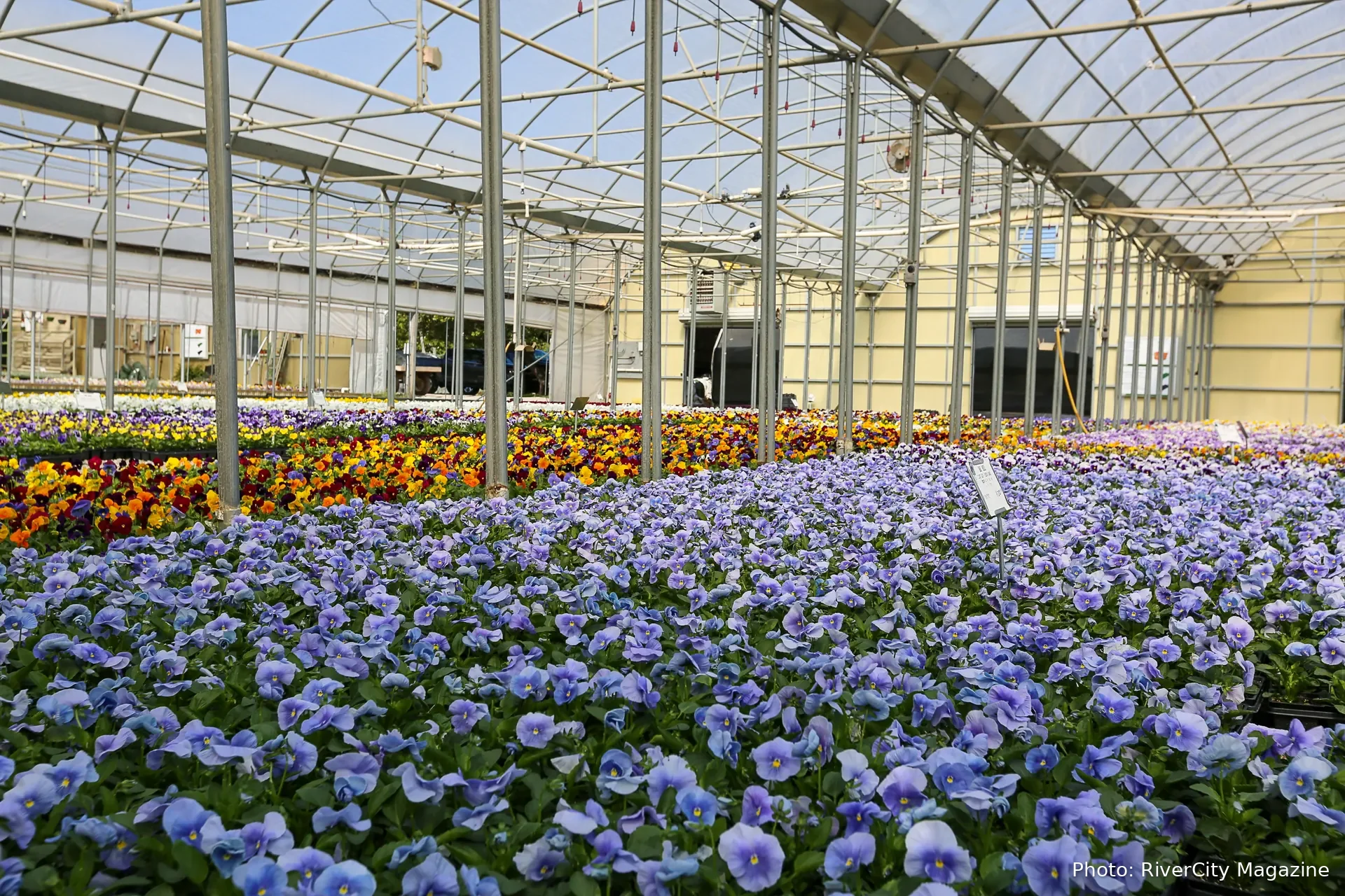 A bench of pale blue pansies under the greenhouse frame